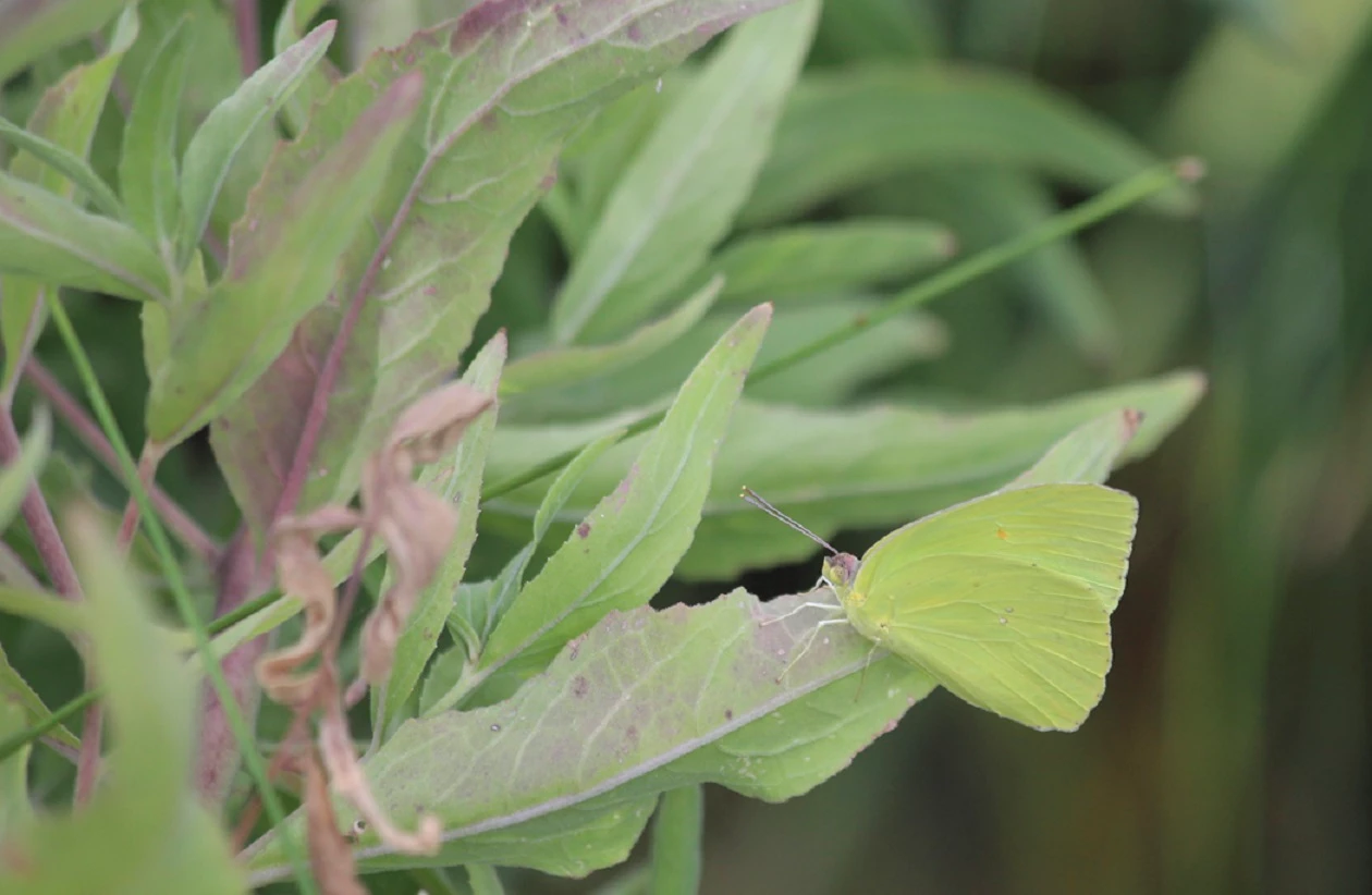 Butterfly A small yellowish green butterfly is camouflaged against the plant it sits on.