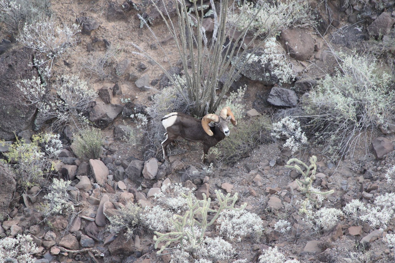 A view from above of a bighorn sheep. The heavy horns and white rump stand out.