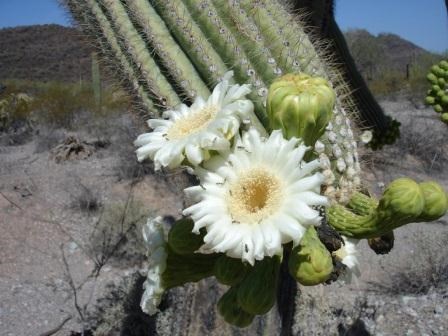 white bloom of the saguaro cactus