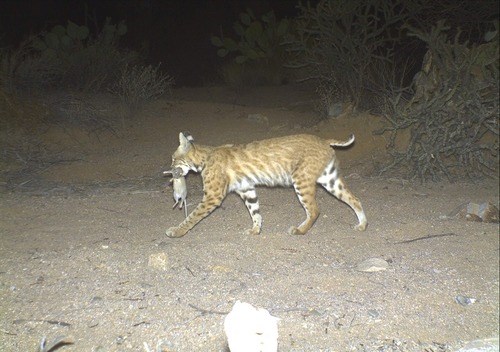 A trail camera picture of a bobcat walking with a large gray rat in its mouth. The bobcat has orange-brown, spotted fur, and a short tail.