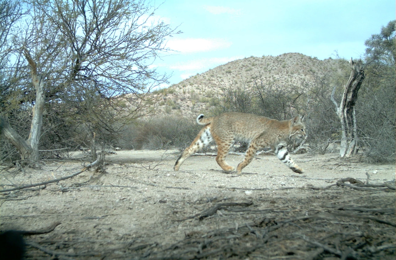 Bobcat A bobcat trots by a trail camera.