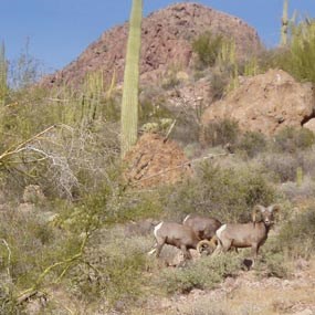 Desert Bighorn Sheep in their natural habitat