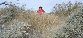 Volunteer helping remove buffel grass