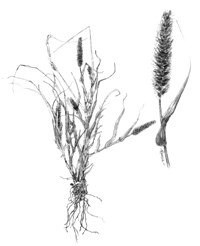 A black and white illustration of buffelgrass, showing its tangles leaves and fuzzy flowering head.