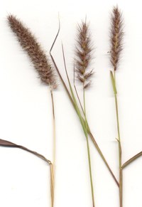 The brown and green seeded spikes of buffelgrass, showing signature "bottlebrush" shape.