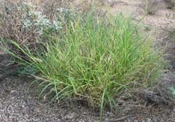 buffel grass