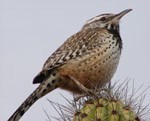 Arizona's State Bird, the cactuswren