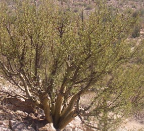 A photo of an elephant tree. A photo of an elephant tree.