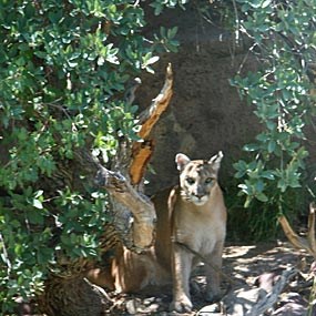 Mountain lion at Arizona-Sonora Desert Museum