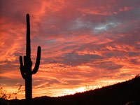 saguaro sunset