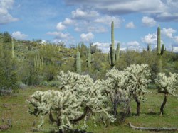 The green desert is surprising to most visitors who expect sand and gravel in the Sonoran Desert The green desert is surprising to most visitors who expect sand and gravel in the Sonoran Desert