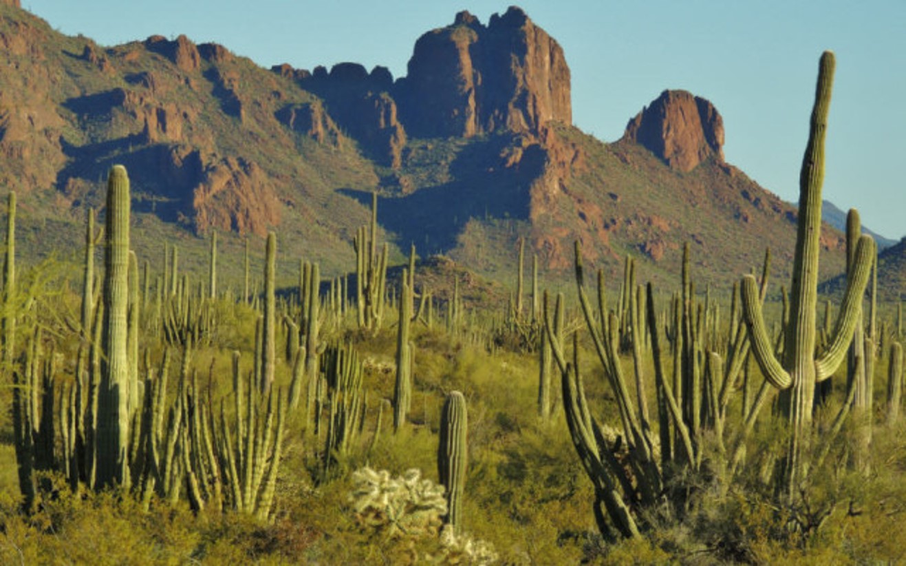 cactus-2.jpg?maxwidth\u003d650\u0026autorotate\u003dfalse