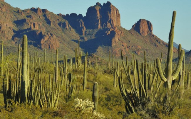 Tall saguaros with mountains behind them in the distance.