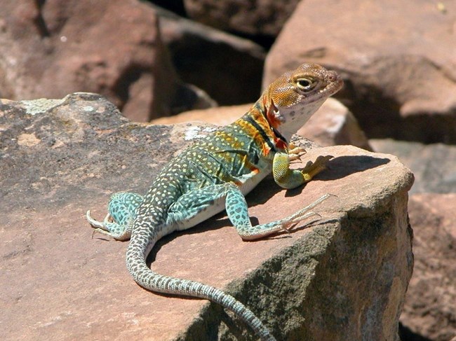 A teal lizard with a yellow head and black "collar" around its neck turns its head to the camera, appearing as if smiling.