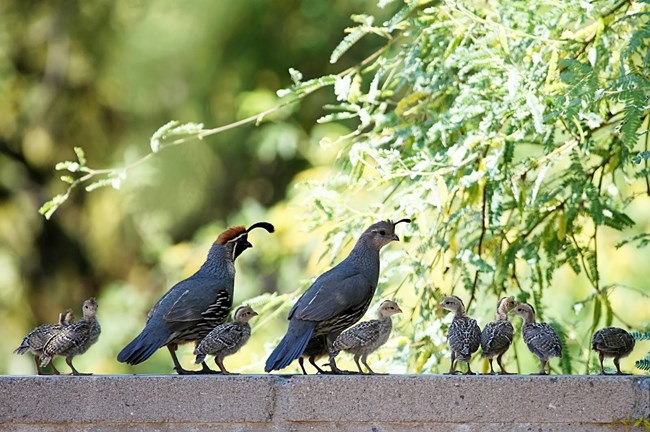 Male, female, and eight juvenile quail together. The male has a chestnut cap, black and white facial markings, and a full head plume. The female is gray with a small head plume. The chicks are mottles gray, brown, and white.