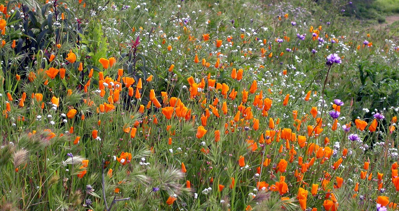 A hillside full of orange poppy flowers, with other colorful blooms in the mix.