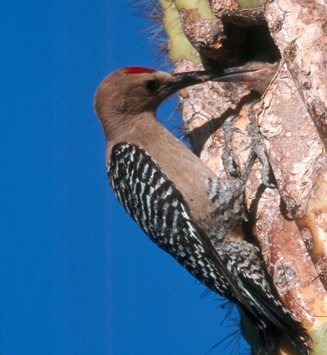 a bird with red patch atop its head and brown and black stripes feeds its baby through deep hole in a saguaro cactus.