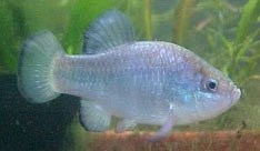 This is an endangered Quitobaquito pupfish. This is an endangered Quitobaquito pupfish.