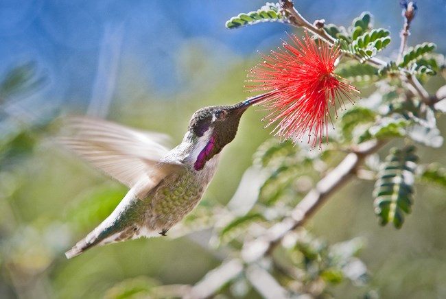 a tiny green and white bird with a purple gorget sips nectar from a red, pom-pom shaped flower.