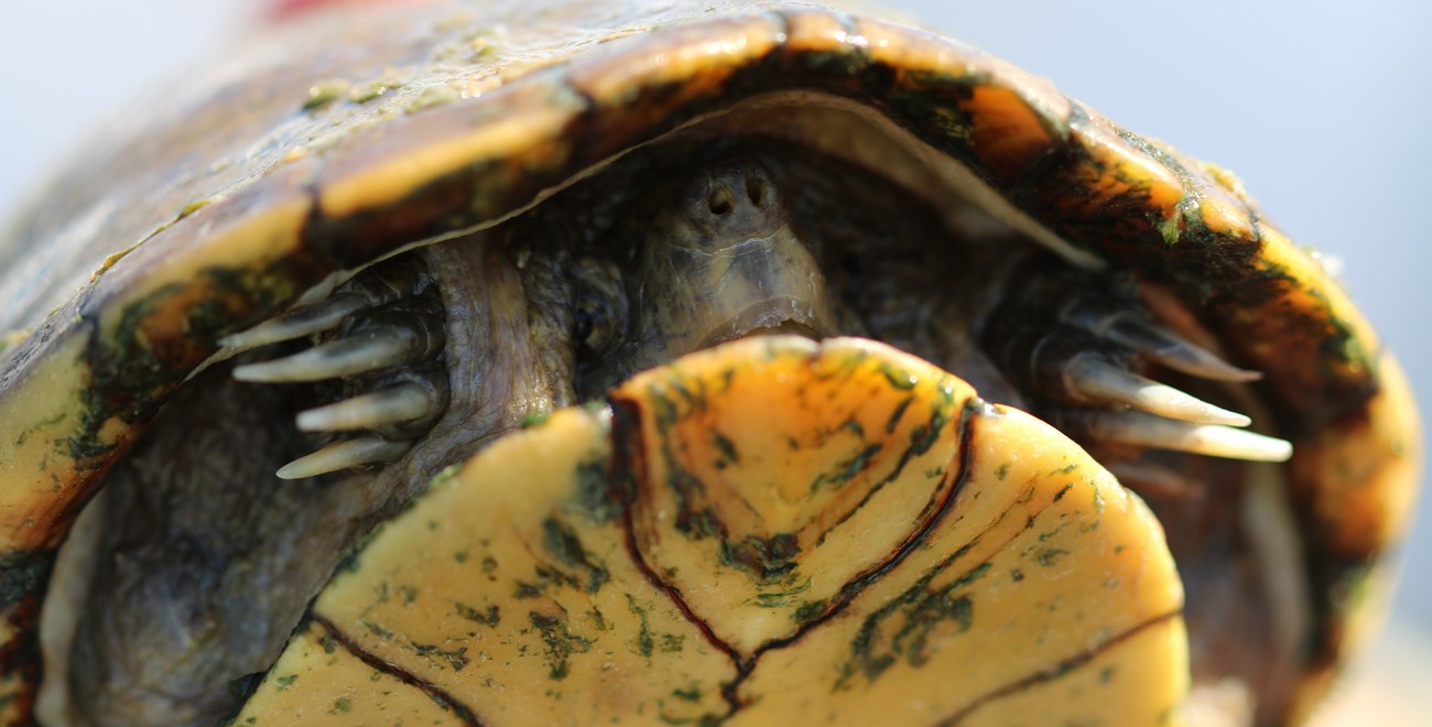 A turtle that has pulled its head and feet into its protective shell. These parts are still visible, but not easily accessed.