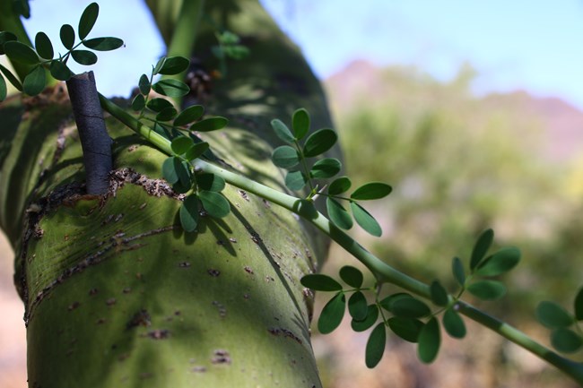 A palo verde branch showing leaf arrangements, in front of the signature green trunk.