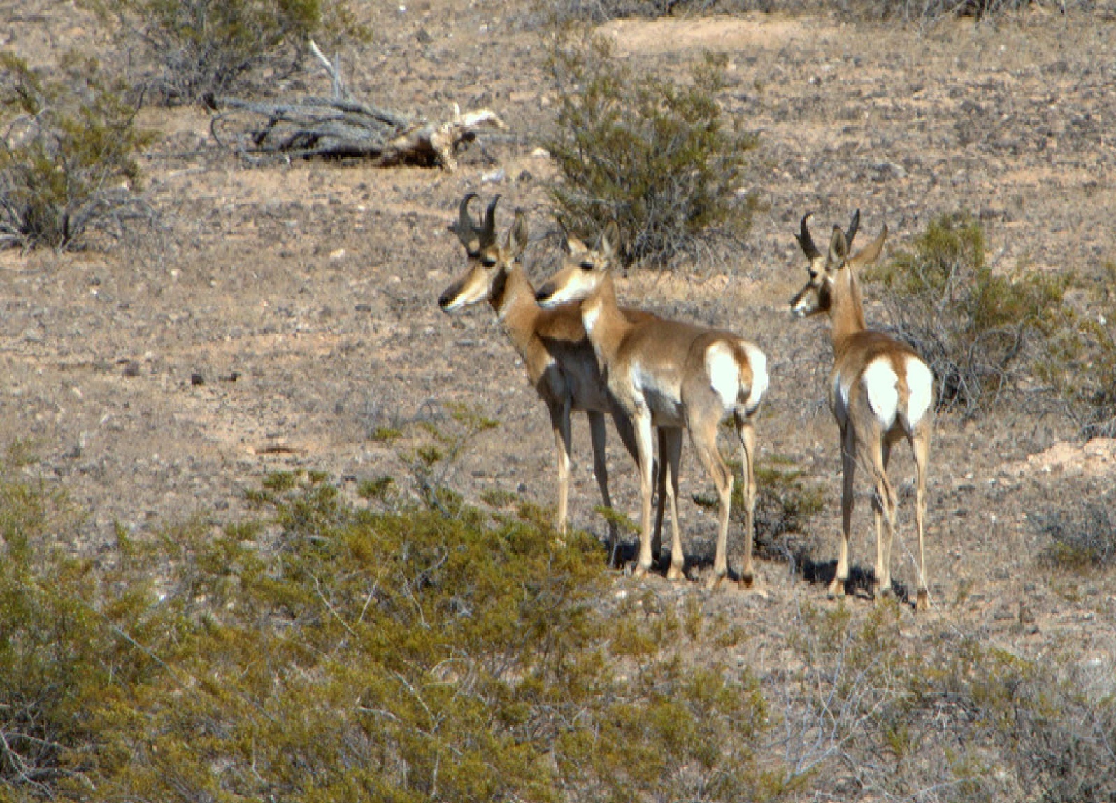 pronghorn-standing_5.jpg?maxwidth\u003d650\u0026autorotate\u003dfalse