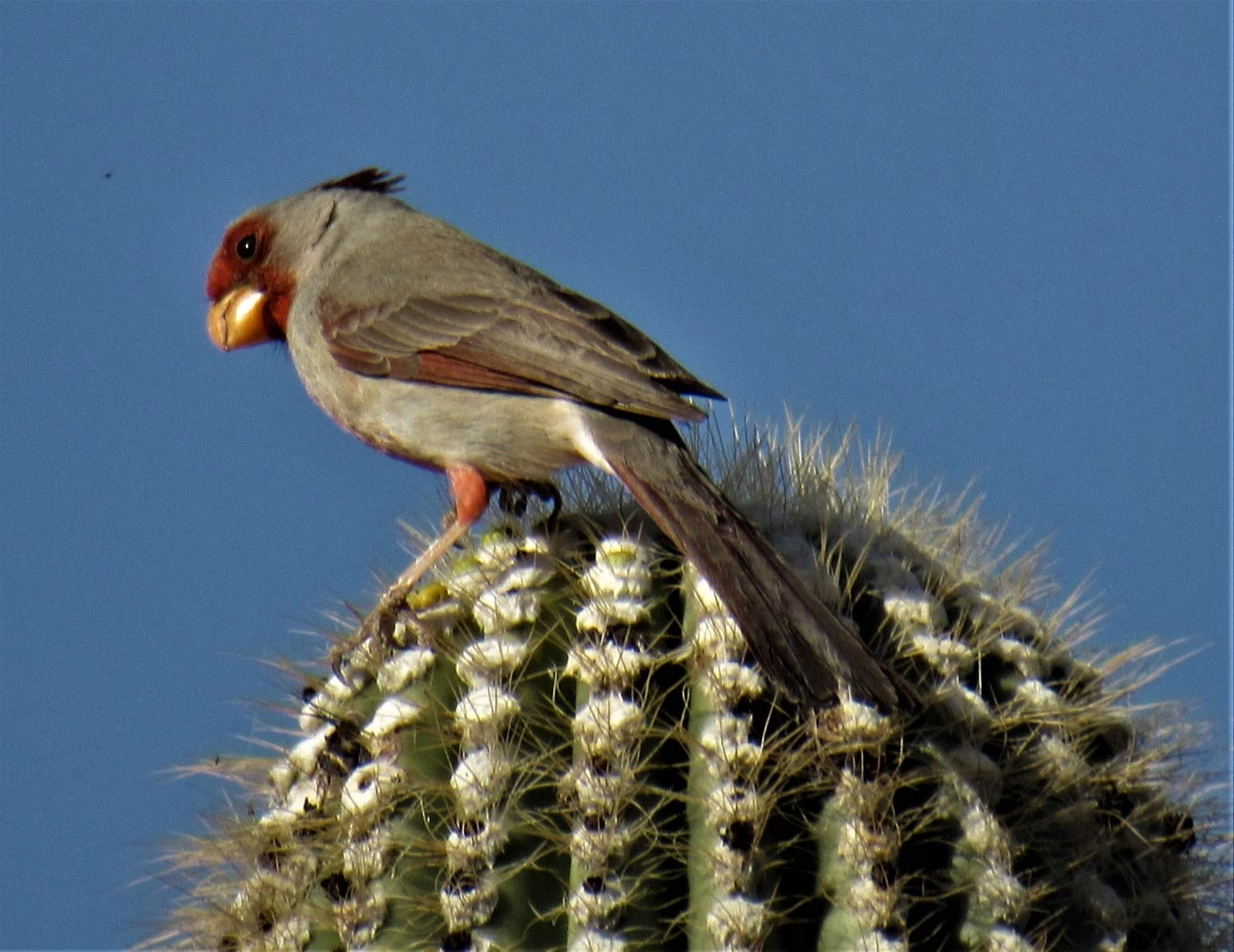 A silver bird with red patches on its face and belly sits atop a saguaro.