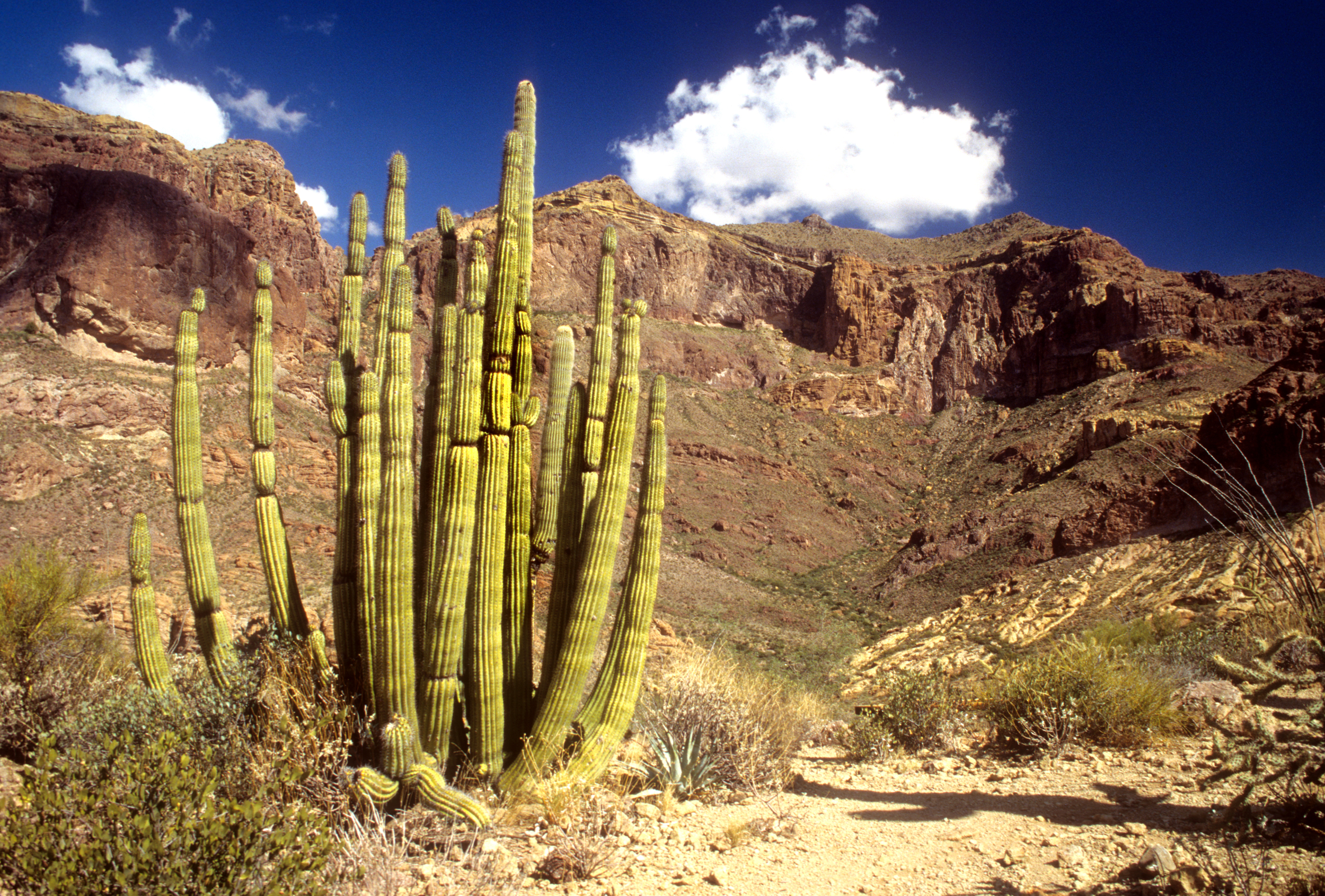 Wildflowers - Organ Pipe Cactus National Monument (U.S. National Park  Service)