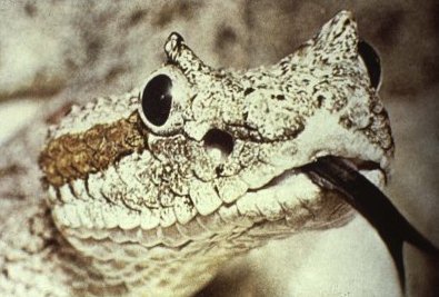 Snakes - Organ Pipe Cactus National Monument (U.S. National Park Service)