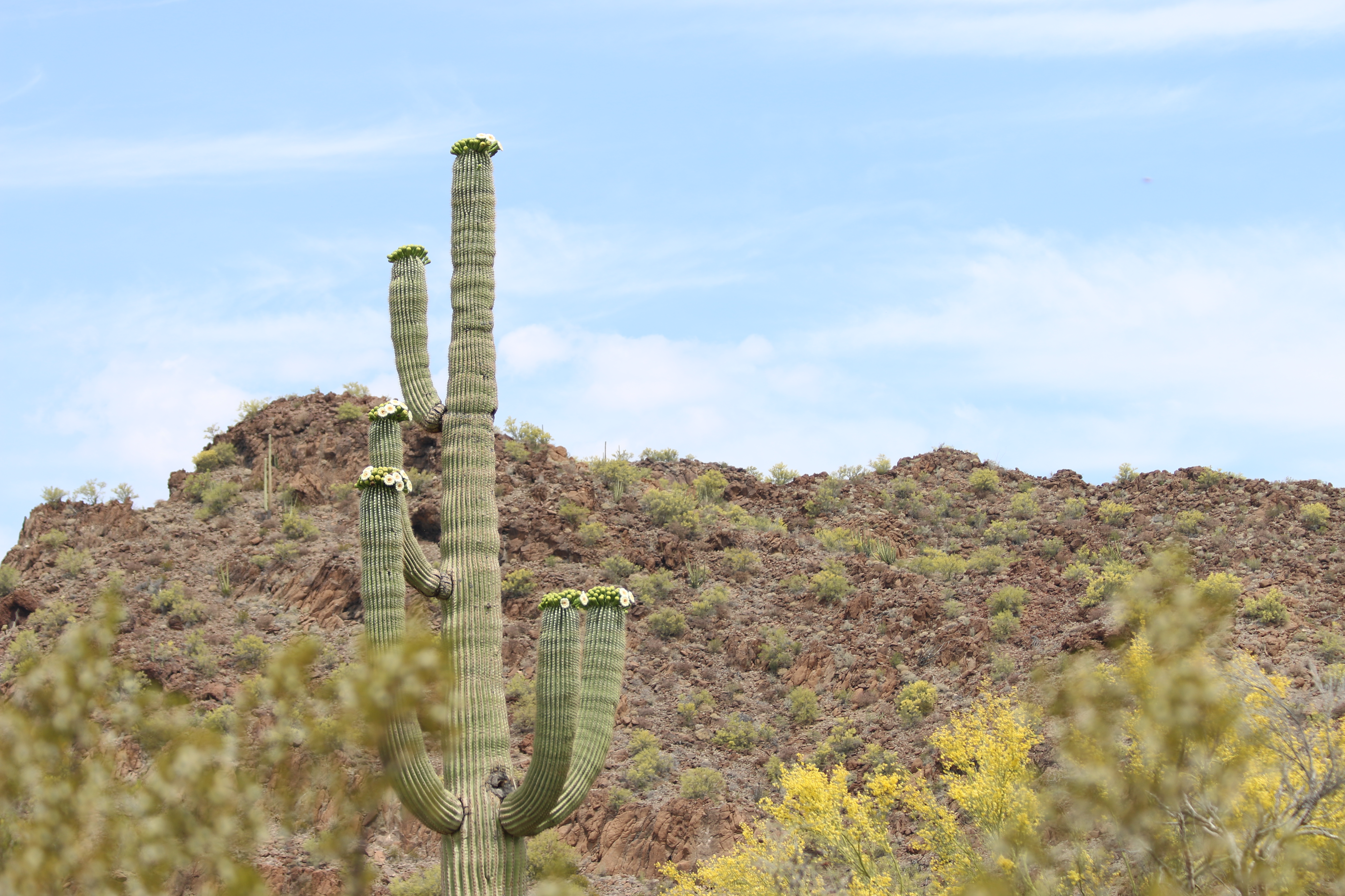 Saguaro in bloom with desert landscape in the background