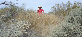 Volunteer helping remove buffel grass