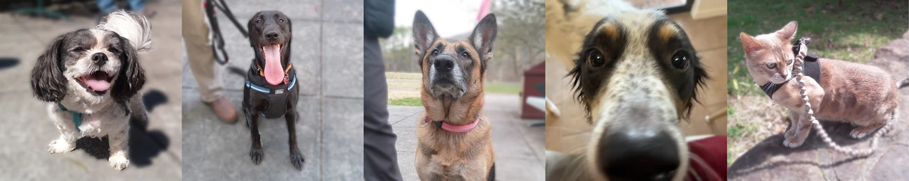 Four happy dogs and one mildly disgruntled cat enjoying the outdoors