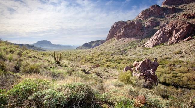 Camping - Organ Pipe Cactus National Monument (U.S. National Park Service)