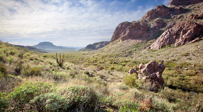 Mountains with desert vegetation in front.