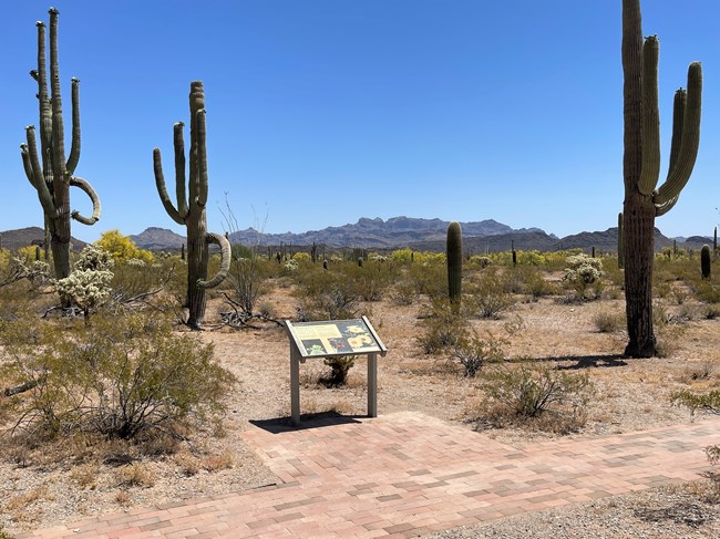 A sign describing saguaro stands along a brick-paved trail surrounded by desert plants and blooming saguaro cacti. Mount Ajo can be seen in the background.