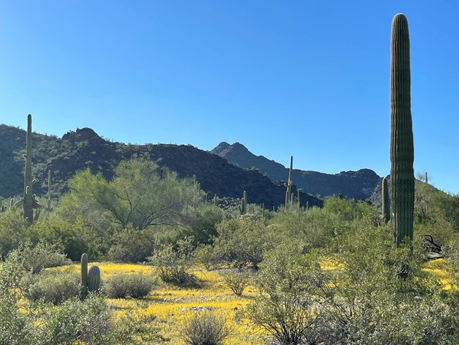 A saguaro stands surrounded by a carpet of yellow chinchweed flowers, with majestic volcanic mountains in the background.