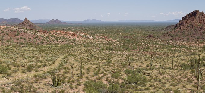 Dripping Springs Area, Organ Pipe Cactus