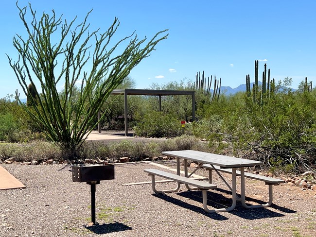 A picnic table and grill are beside an ocotillo in a campsite.