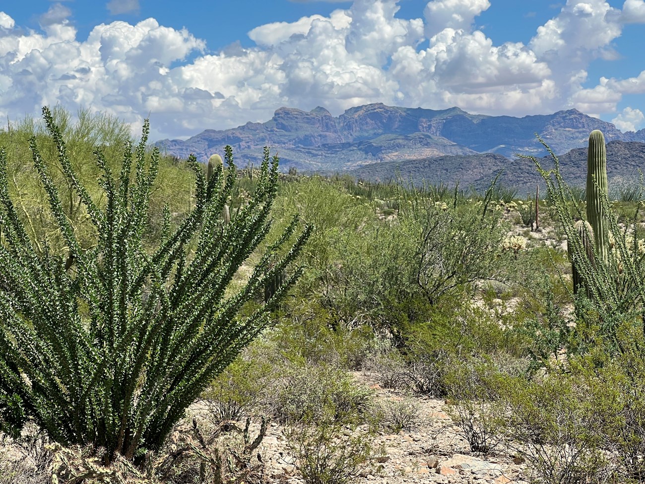An ocotillo and lush desert plants with a view of the Organ Pipe Cactus wilderness.