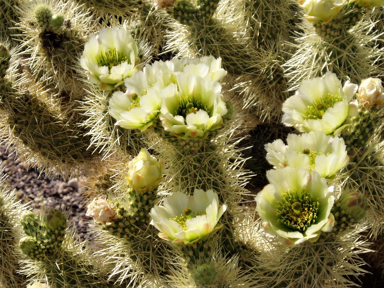 A prickly teddy bear cholla in bloom