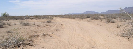 photo of vehicle tracks left in the wilderness of ORPI