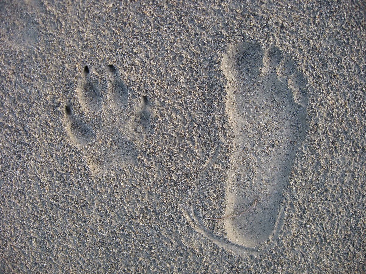 Two footprints in sand:  a coyote print and a human print