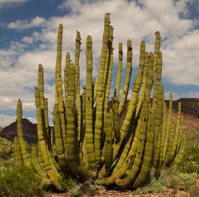 Organ Pipe Cactus