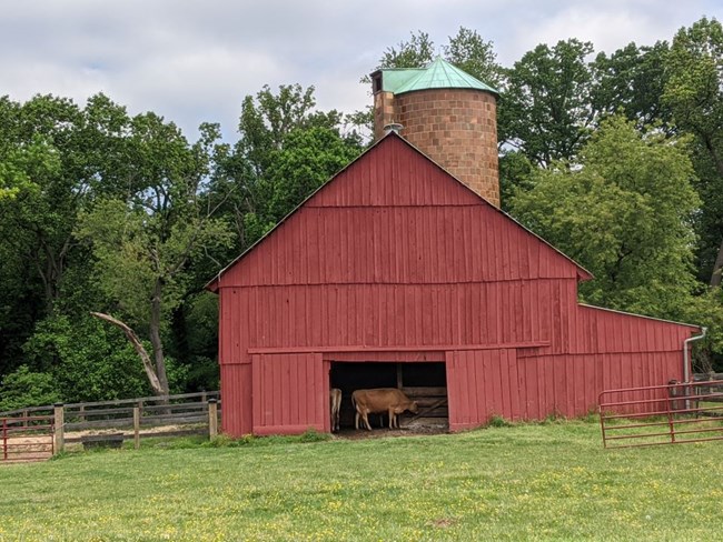 Yellowish tiled silo with green colored tin roof, behind a red wooden dairy barn.