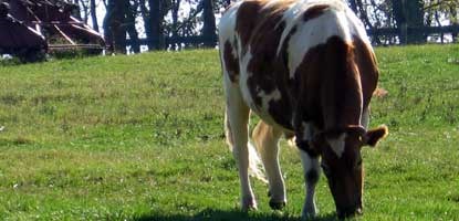 tuesday the dairy cow