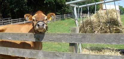 virginia, the dairy cow