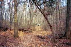 woodlot trail on a sunny day