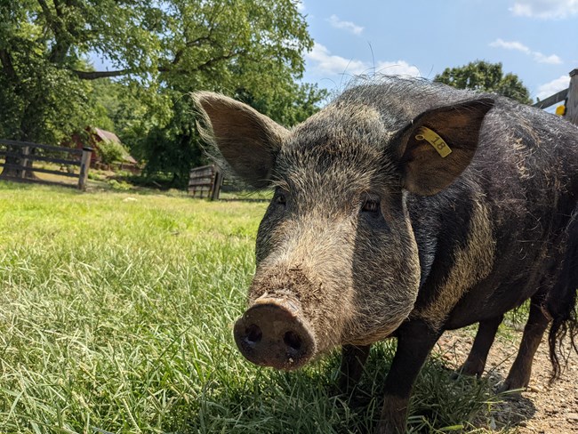 a black and brown hairy hog