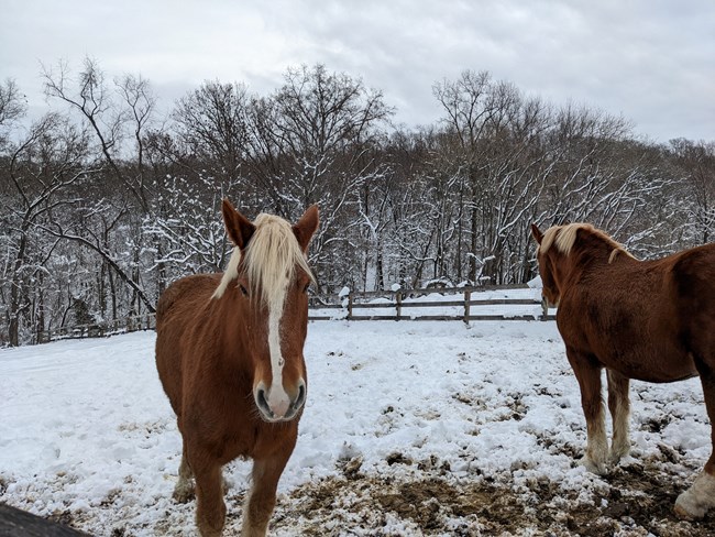 A brown and white horse standing in the snow