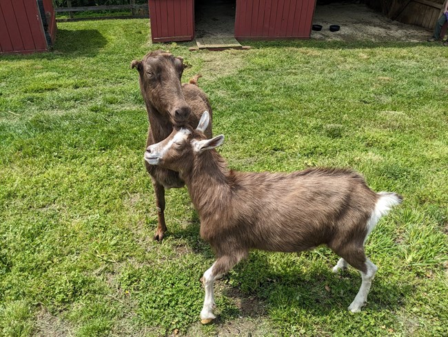 two goats stand in a pasture